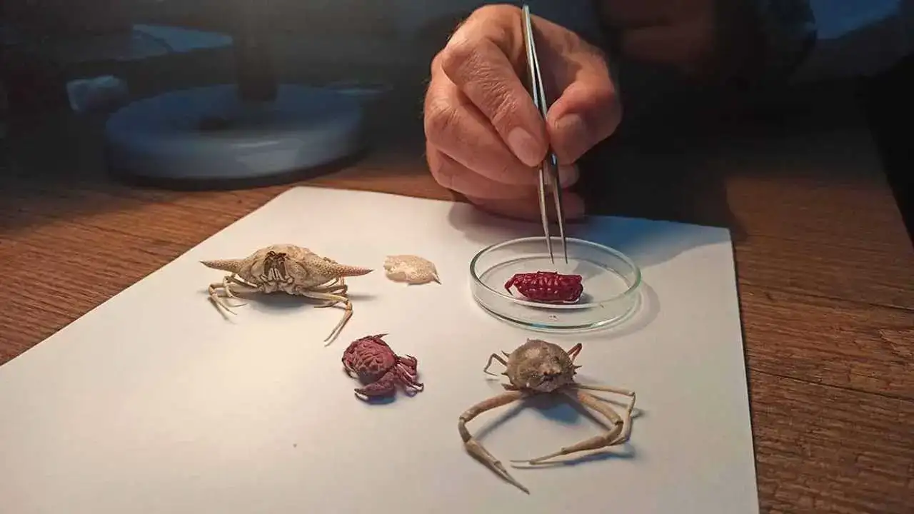 İskenderun Körfezi’nde İlk Kez Görüldü: Akdeniz’e Tropik Göç Başladı! 5